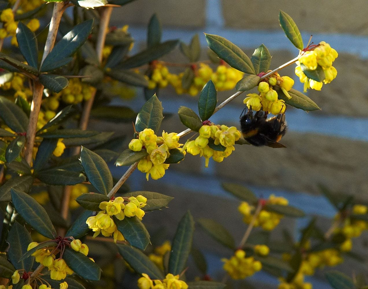 Berberis julianea